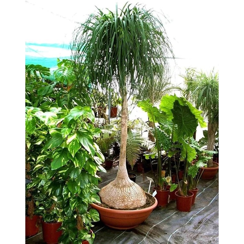 Beaucarnea Recurvata 'Ponytail Palm' - 20 Seeds - Unique Indoor/Outdoor