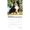 Bernese Mountain Puppies 2026 12" x 12" Wall Calendar