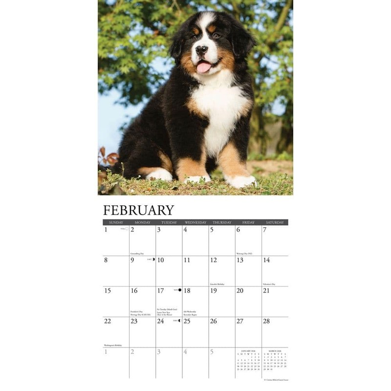 Bernese Mountain Puppies 2026 12" x 12" Wall Calendar