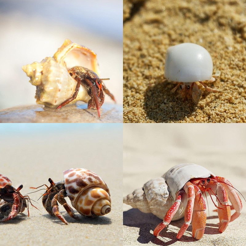 12PCS Hermit Crab Shells | Natural Sea Conch Size 1.6"-3.2"