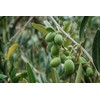 Olive leaf organic olive leaves grawn in Morocco 50g Zytoon