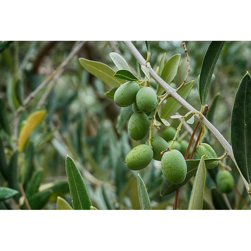 Olive leaf organic olive leaves grawn in Morocco 50g Zytoon