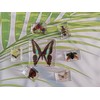 Butterfly and Insect in Resin Collection-Educational Specimen Set for Science