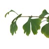 Real Ginkgo Ginkgo Biloba 3 Fresh Seeds * * *