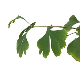 Real Ginkgo Ginkgo Biloba 3 Fresh Seeds * * * can be older than 1000 and 40 Metres High * * *