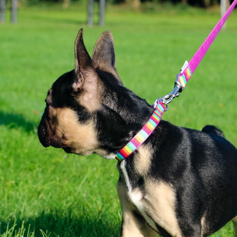 Ancol Rainbow Patterned Adjustable Dog Collar To Fit Neck 30-50