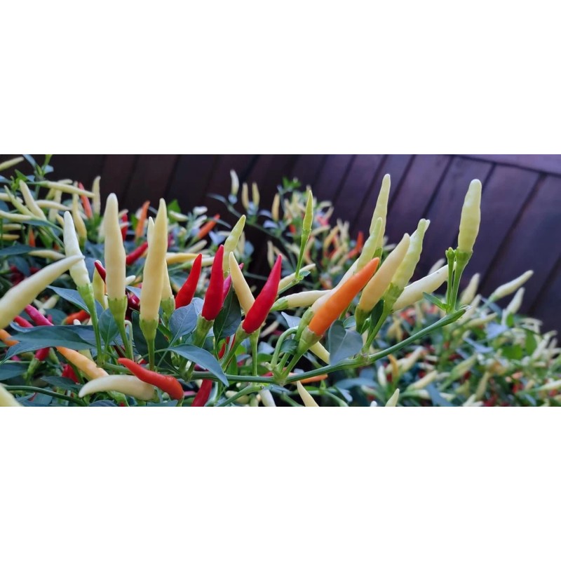 Home-Growth Hot- Crunchy White Eagle Claw Chili Pepper - 30