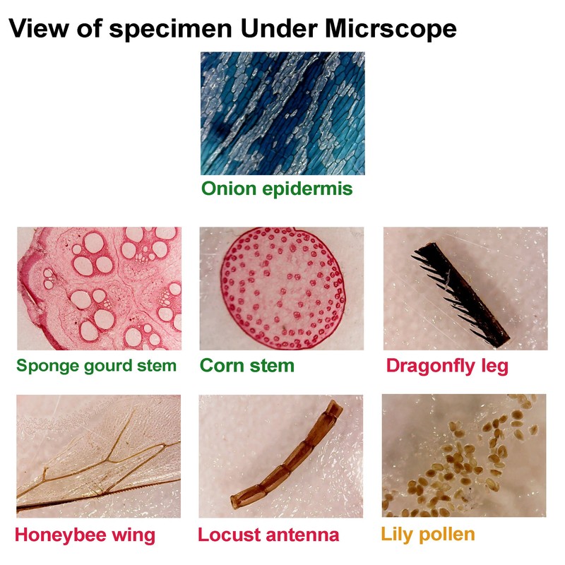 WhizKidsLab 48 Pieces Animals Insects Plants Flowers Plastic Microscope Foil