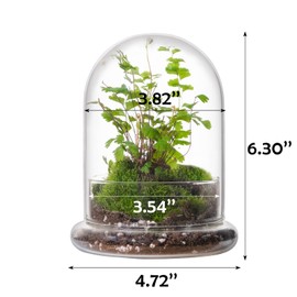 WHJY 6 inches Glass Cloche for Indoor Plants Small Terrarium Glass Cloche with Base Mini Cloche Dome with Base for Display Home Decor