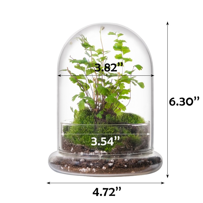 WHJY 6 inches Glass Cloche for Indoor Plants Small Terrarium