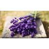 Seeds Lavender Herbs Garden for Planting Non GMO