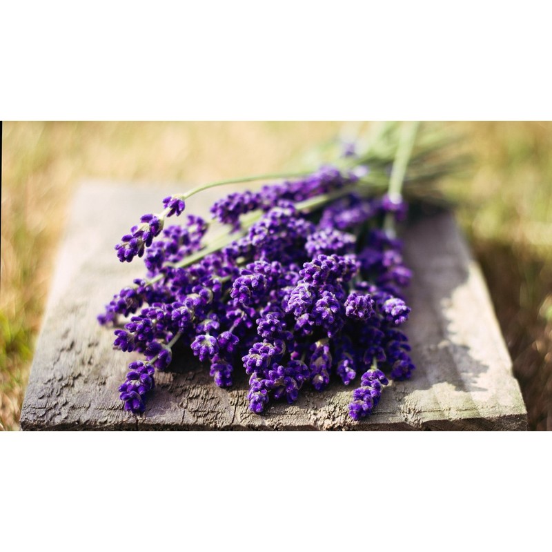 Seeds Lavender Herbs Garden for Planting Non GMO