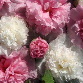 Outsidepride 50 Seeds Perennial Alcea rosea The Bridesmaid Hollyhock Flower Seed Mix for Planting