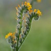 Fiddleneck seeds (Amsinckia tessellata) -25 seeds-  Desert Wildflower