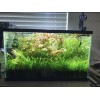 15x Dwarf Sagittaria Subulata Dwarf Sag Easy Live Aquarium Plants