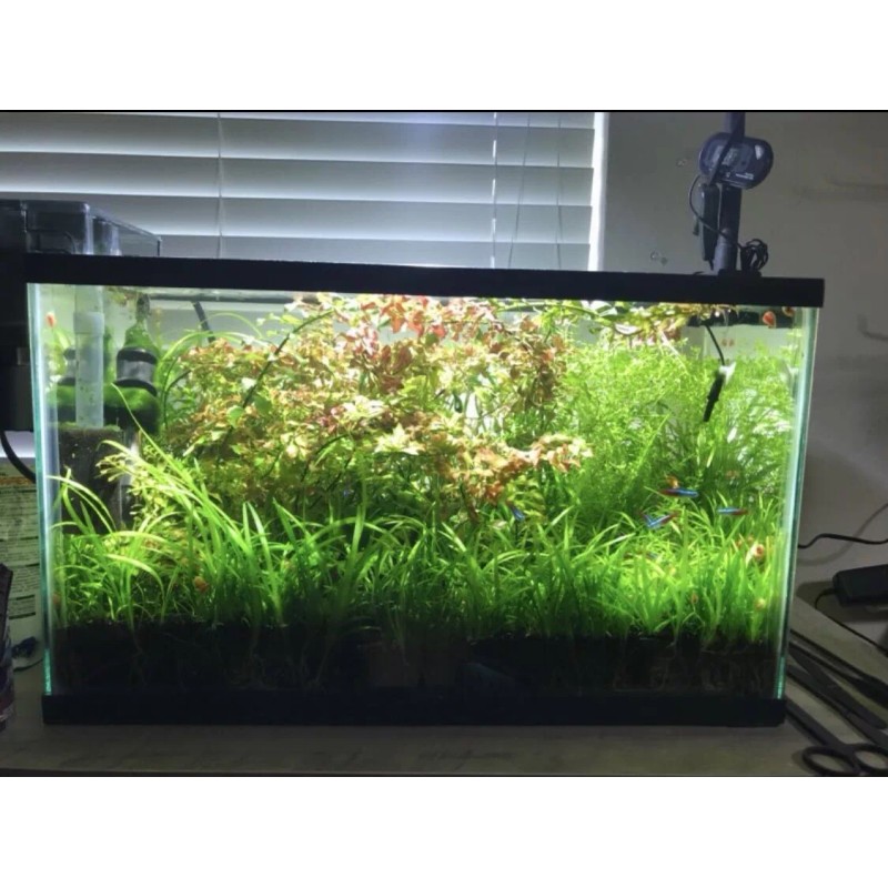 15x Dwarf Sagittaria Subulata Dwarf Sag Easy Live Aquarium Plants