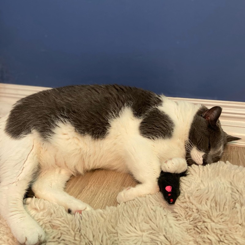 SPOT Shaggy Plush Ferret - Interactive Rattle and Catnip Fuzzy