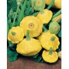 Mr Fothergills Mr Fothergill's 17627 Vegetable Seeds, COURGETTES & Summer