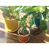 Posh Living 30731 Glossy Pot Moon Mist 4.9 x 3.9