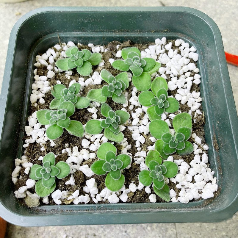 2 Quart Organic Perlite Horticultural Soil Amendment for Plants and