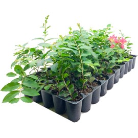 Crape Myrtle Tuscarora | 10 Live Plants | Lagerstroemia Indica | Vibrant Red Flowers | Fast-Growing Ornamental Shrub | Drought-Tolerant | Garden Beauty