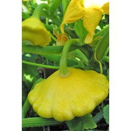 Southeast Seeds Yellow Bush Scallop Summer Squash Seeds, NON-GMO, Golden Custard, FREE SHIPPING - 40 Seeds or 1/8 OZ