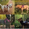 Tail Blazers Adjustable Dog Harness – No Pull, Breathable Padded