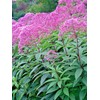 Little Seed Store 201+SWEET JOE PYE WEED Flower Seeds Fragrant