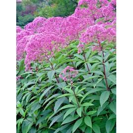 Little Seed Store 201+SWEET JOE PYE WEED Flower Seeds Fragrant Native Wildflower Pollinators Easy