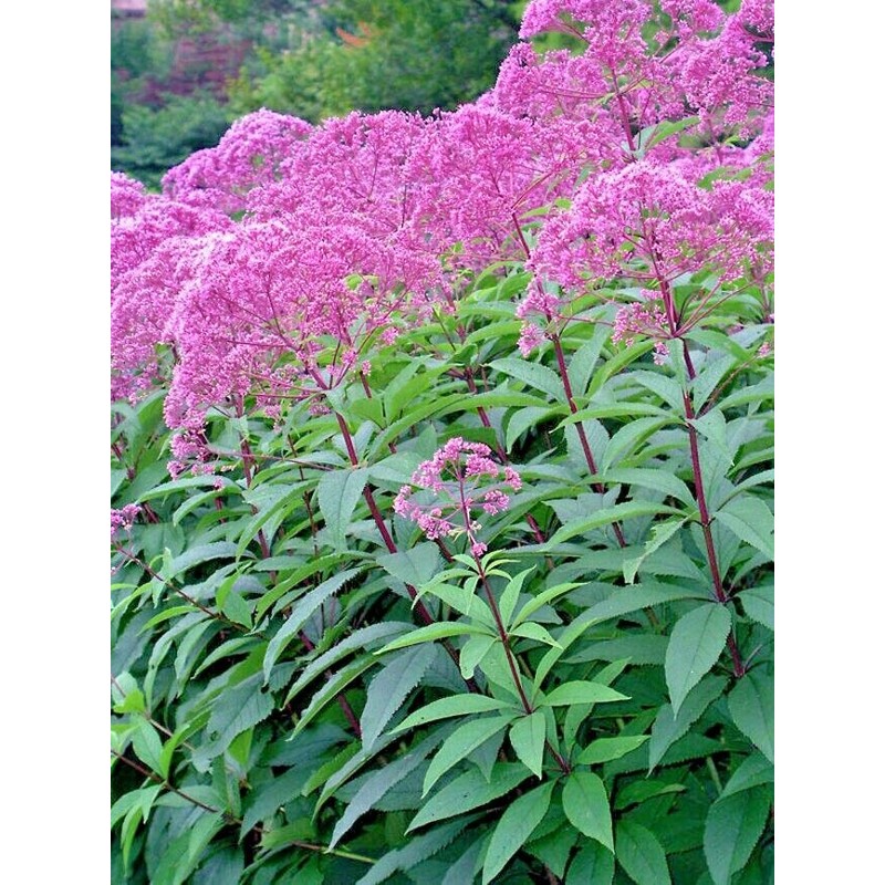 Little Seed Store 201+SWEET JOE PYE WEED Flower Seeds Fragrant