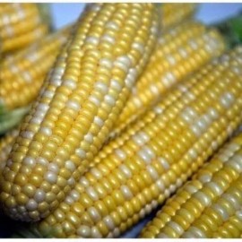 Unbranded Ambrosia sweet corn seed, , up to 1 lb. FREE SHIP - 1/2 lb.