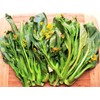 TomorrowSeeds Yu Choy Sum Seeds | 70D Improved Gai Lan