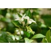 Home-Growth So fragrant Orange Jasmine, Murraya Paniculata - 10 Seeds