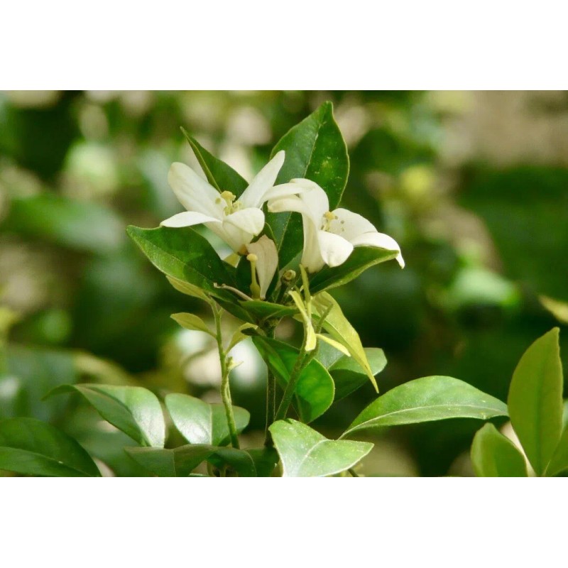 Home-Growth So fragrant Orange Jasmine, Murraya Paniculata - 10 Seeds