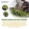LeafLea 40 Dandelion Root Tea Bags, Dandelion Tea Supports Wellness
