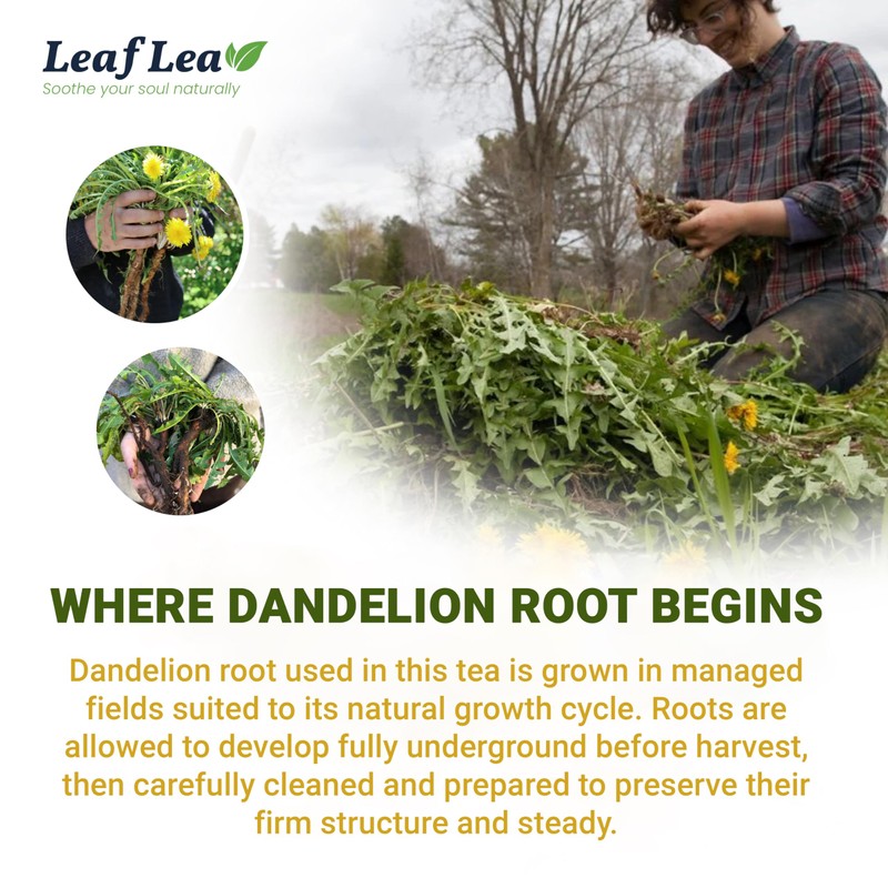 LeafLea 40 Dandelion Root Tea Bags, Dandelion Tea Supports Wellness