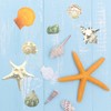 VESDORAIX 24 Kinds of Large Natural Seashells,1.2''-4.8'' 24PCS Large Seashells