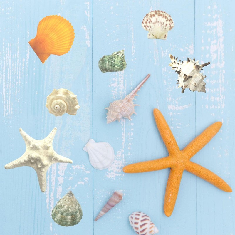 VESDORAIX 24 Kinds of Large Natural Seashells,1.2''-4.8'' 24PCS Large Seashells