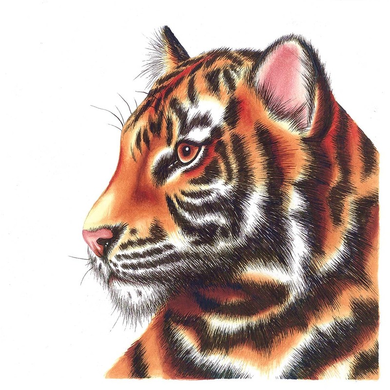 Chameleon Set No. 4 Skin Tones - Colour & Blending