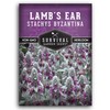 Lamb's Ear Seeds for Planting - 1 Packet with Instructions