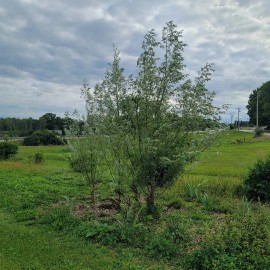 Austree 25 Hybrid Willow Tree Fast Growing Shade Screen Windbreak Austree Cuttings