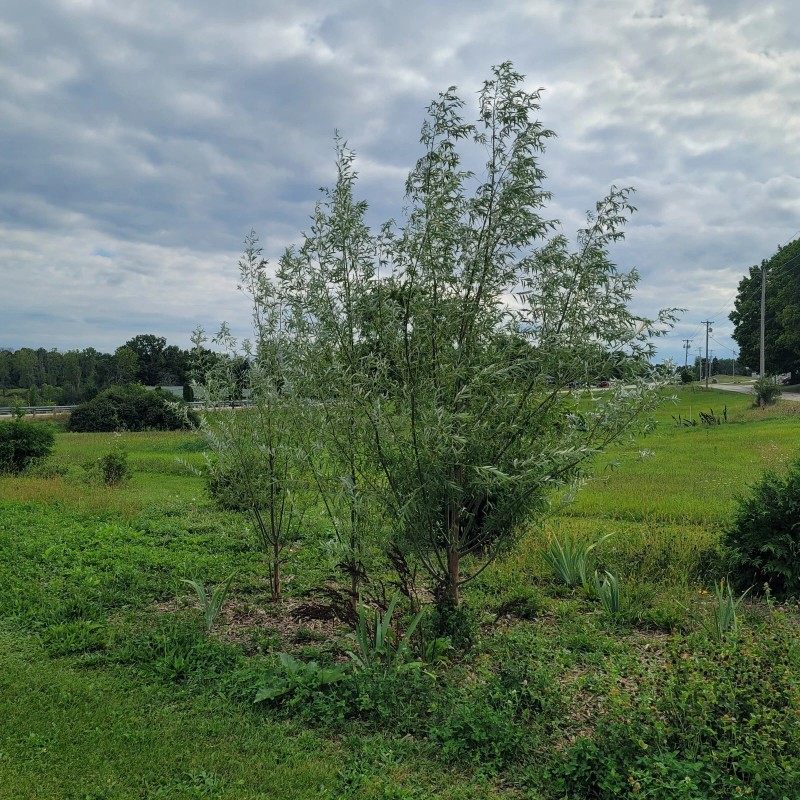 Austree 25 Hybrid Willow Tree Fast Growing Shade Screen Windbreak