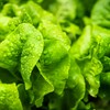 Organic Lettuce Seeds (Heirloom Buttercrunch) - Approx 1500 Seeds -