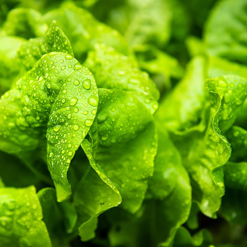 Organic Lettuce Seeds (Heirloom Buttercrunch) - Approx 1500 Seeds -