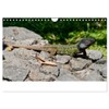 Reptilienkalender 2025 (Wandkalender 2025 DIN A4 quer), CALVENDO Monatskalender [Calendar]
