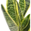 American Plant Exchange Snake Plant – Medium 6-Inch Pot Yellow