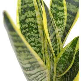 American Plant Exchange Snake Plant – Medium 6-Inch Pot Yellow Sansevieria Trifasciata, Drought-Tolerant, Air-Purifying Live Houseplant for Home, Office, or Outdoor Patio Garden Décor