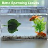CAPASTEC Betta Fish Leaf, Natural Habitat Simulation for Betta Spawnings
