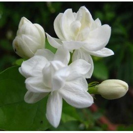 200+ Climbing Jasmine Flower Seeds for Planting Fragrant Plant Seeds Non-GMO Garden Home Jasmine Garden Balcony Climbing Flower