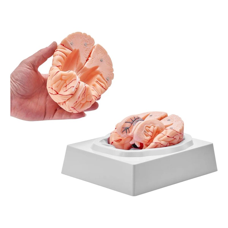 Modelo Anatómico Del Cerebro Humano Tamaño Natural Enseñanza